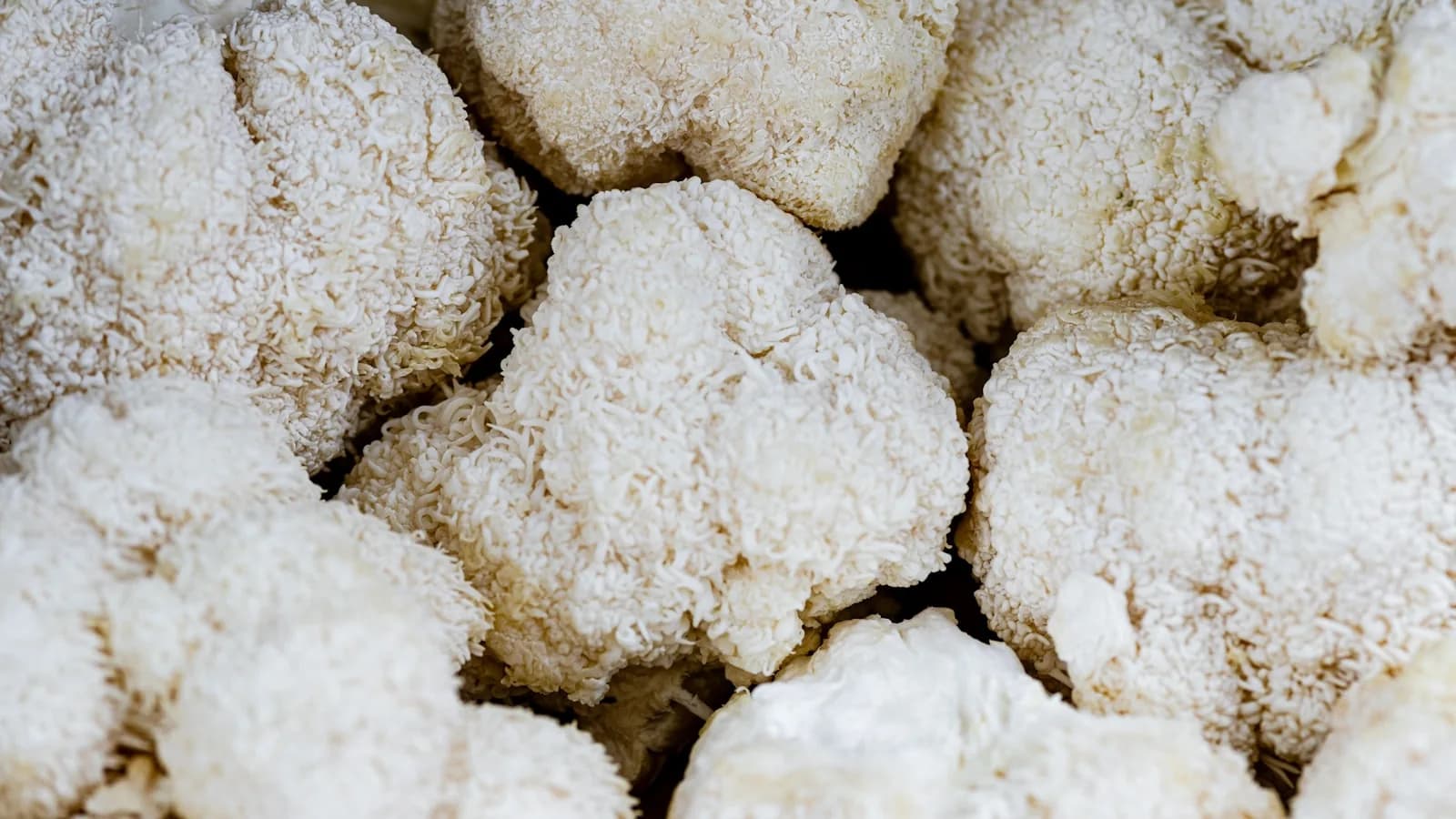 Lion's Mane dosage: how much per day, and when