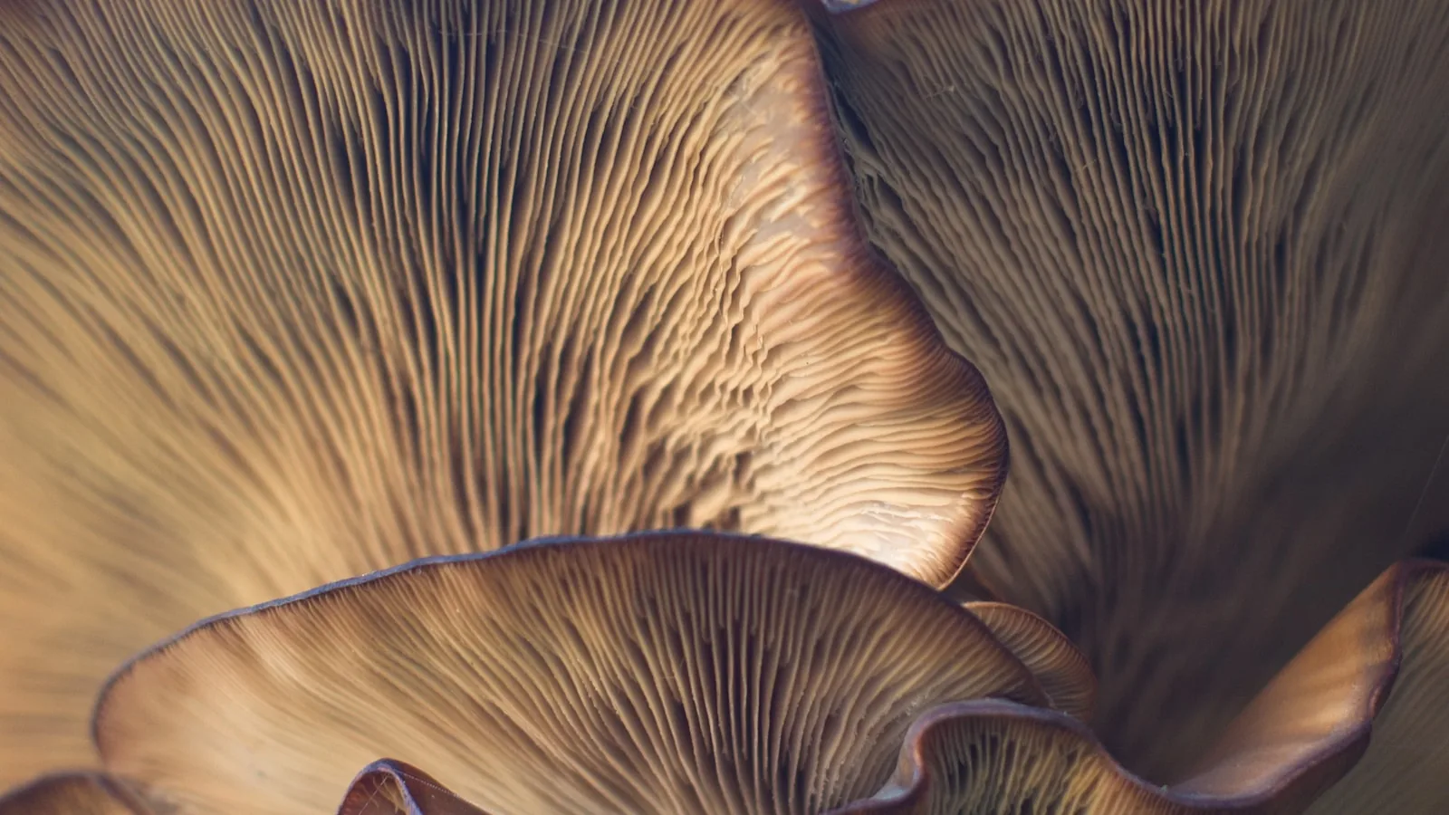 Lion's Mane mushroom: what the research actually shows